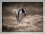 Łąka, Czarno-biały, Pies, Border collie, Trawa