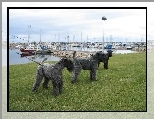 trzy, Kerry blue terrier